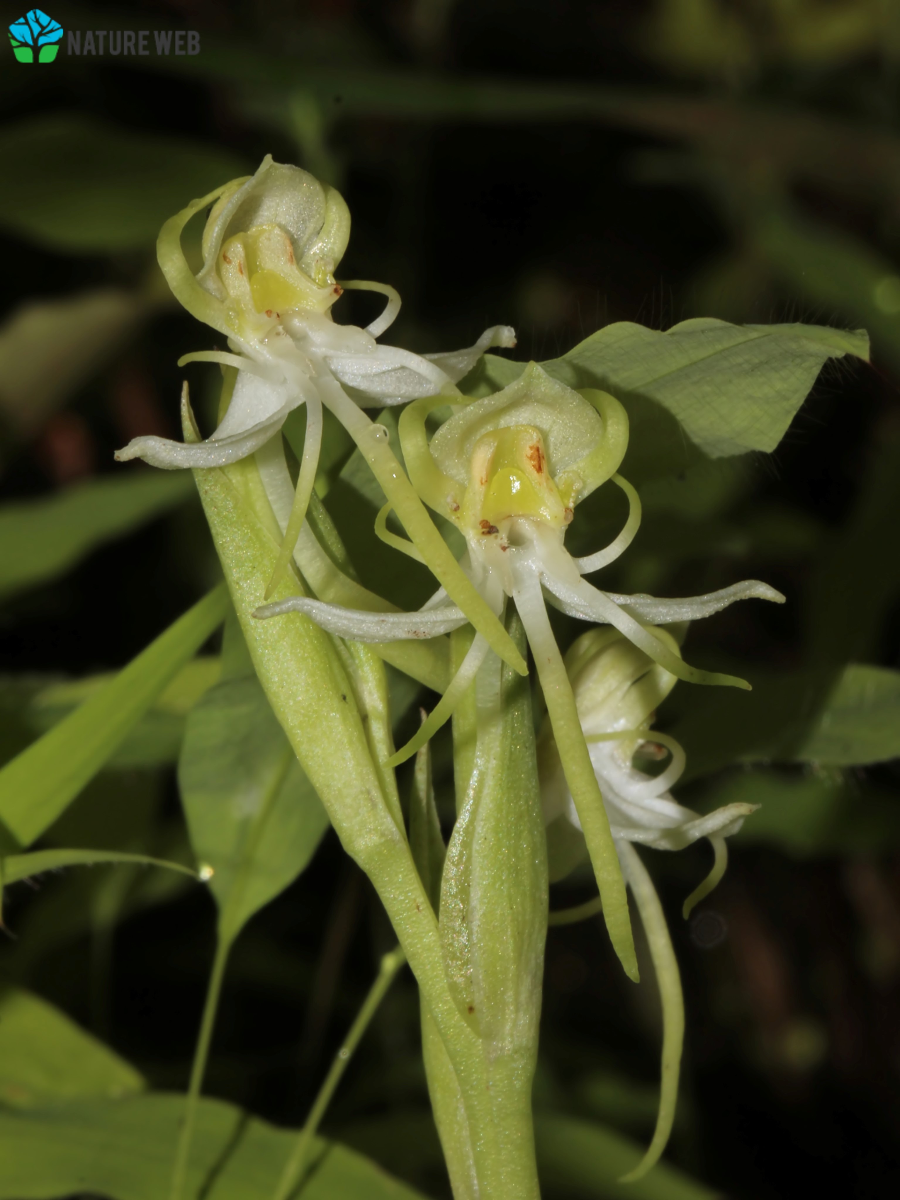 Gibson's Habenaria